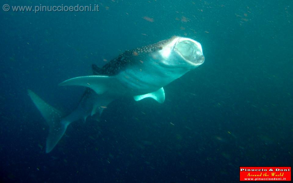 Djibouti - Whale Shark in Djibouti - 03.jpg